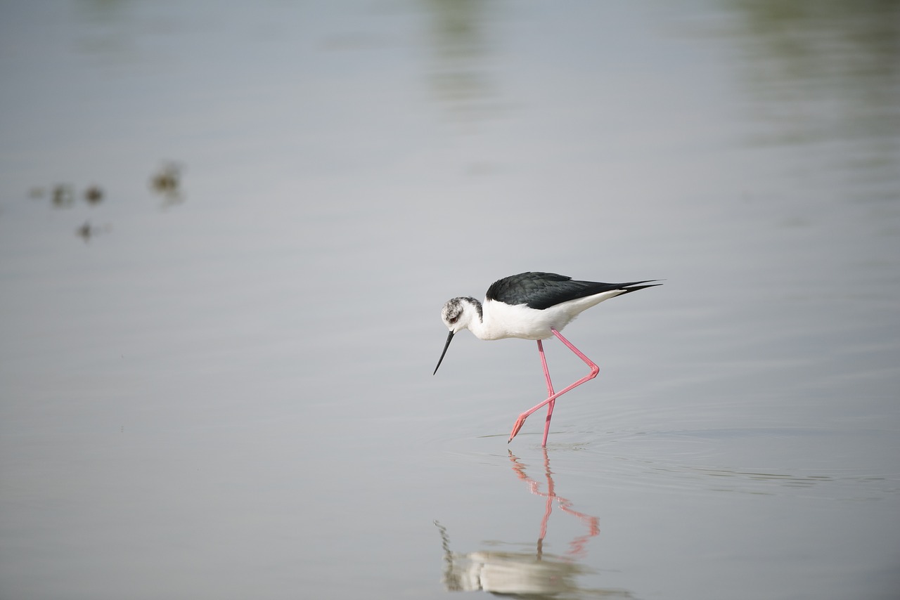 Stilt, Paukštis, Laukiniai Paukščiai, Mazères, Ariège, Nemokamos Nuotraukos,  Nemokama Licenzija