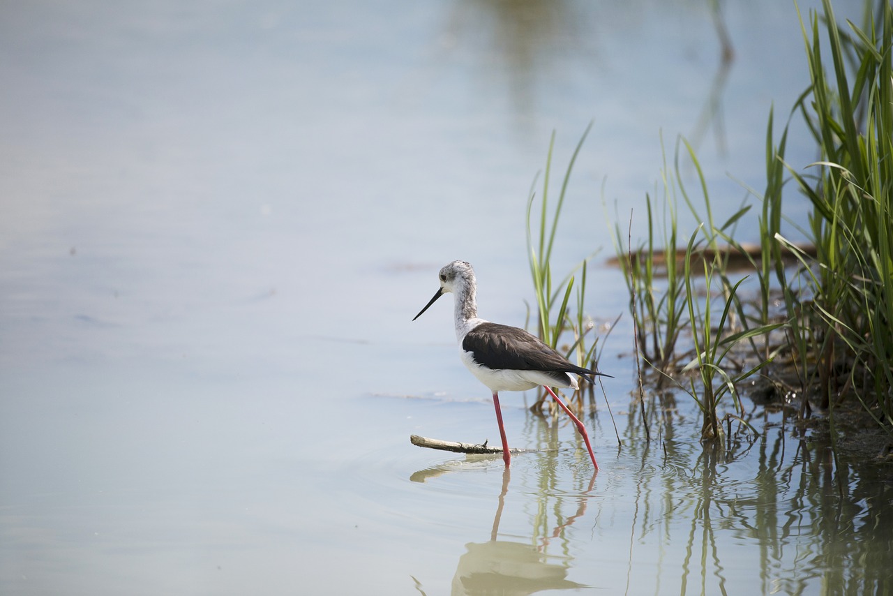 Stilt, Paukštis, Laukiniai Paukščiai, Mazères, Ariège, Nemokamos Nuotraukos,  Nemokama Licenzija