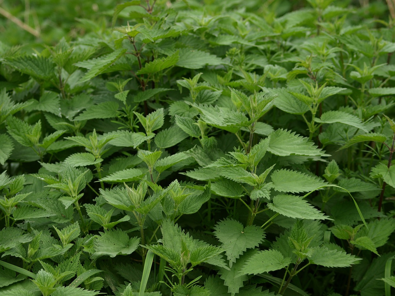 Gailioji Dilgėlė, Piktžolių, Urtica, Augalas, Krapai, Gamta, Nemokamos Nuotraukos,  Nemokama Licenzija