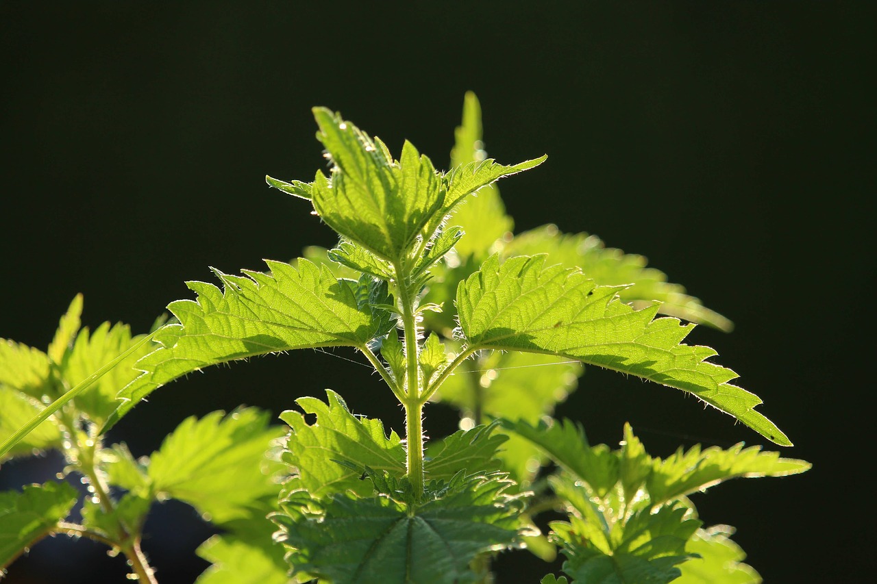 Gailioji Dilgėlė,  Iš Arti,  Pobūdį,  Augalų,  Žalias,  Piktžolių,  Urticaceae,  Vaistinis Augalas,  Botanika,  Natūropatas