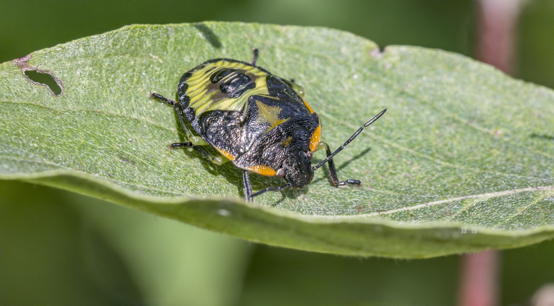 Chinavia & Nbsp,  Halaris,  Stinkbug,  Vabzdys,  Gamta,  Grožis & Nbsp,  Gamta,  Lauke,  Stinkbug, Nemokamos Nuotraukos