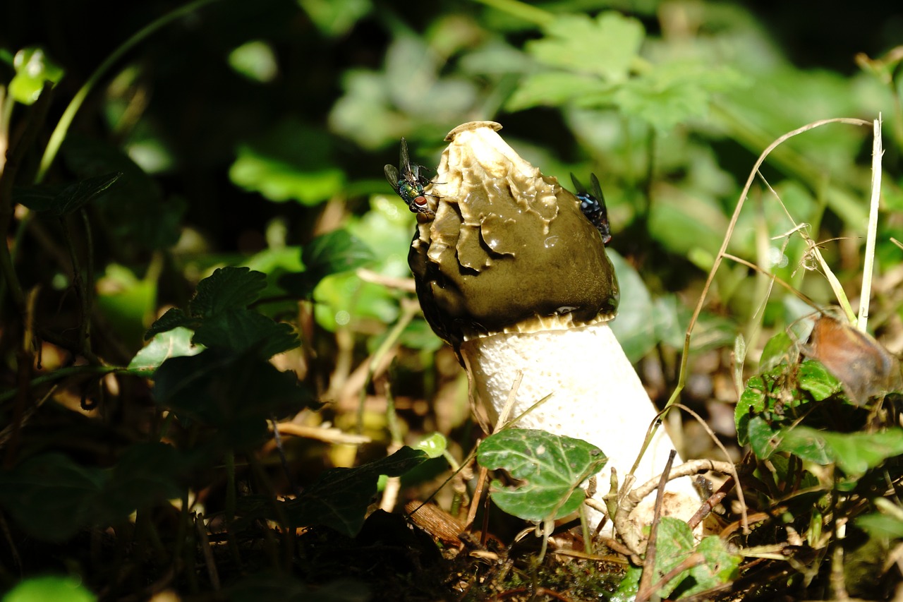 Stinkmorchel, Grybai, Skristi, Stench, Garsas, Morel, Bluebottle, Paprastas Stinkmorkelis, Vaismedžiai, Kvapas