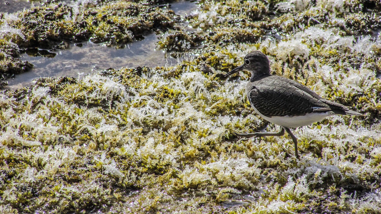 Stint, Jūros Paukštis, Migruojantis, Gamta, Laukiniai, Fauna, Ekosistemos, Gyvūnas, Laukinė Gamta, Aplinka