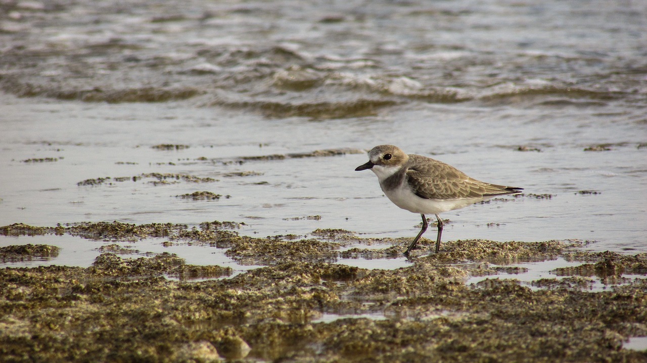 Stint, Jūros Paukštis, Migruojantis, Gamta, Laukiniai, Fauna, Ekosistemos, Gyvūnas, Laukinė Gamta, Aplinka