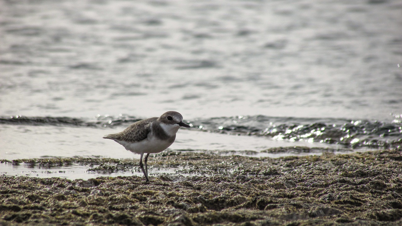 Stint, Jūros Paukštis, Migruojantis, Gamta, Laukiniai, Fauna, Ekosistemos, Gyvūnas, Laukinė Gamta, Aplinka