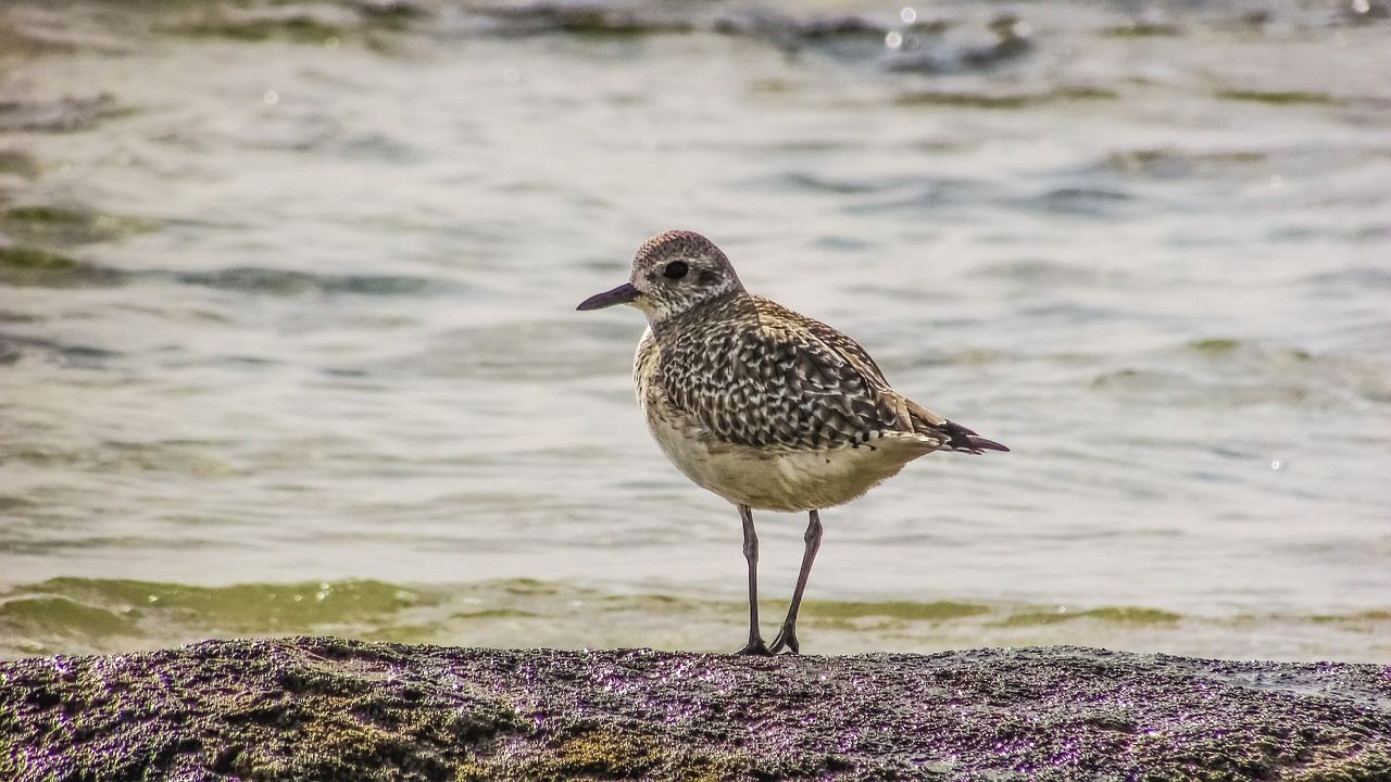 Stint, Pilka, Jūros Paukštis, Migruojantis, Gamta, Laukiniai, Fauna, Ekosistemos, Gyvūnas, Laukinė Gamta