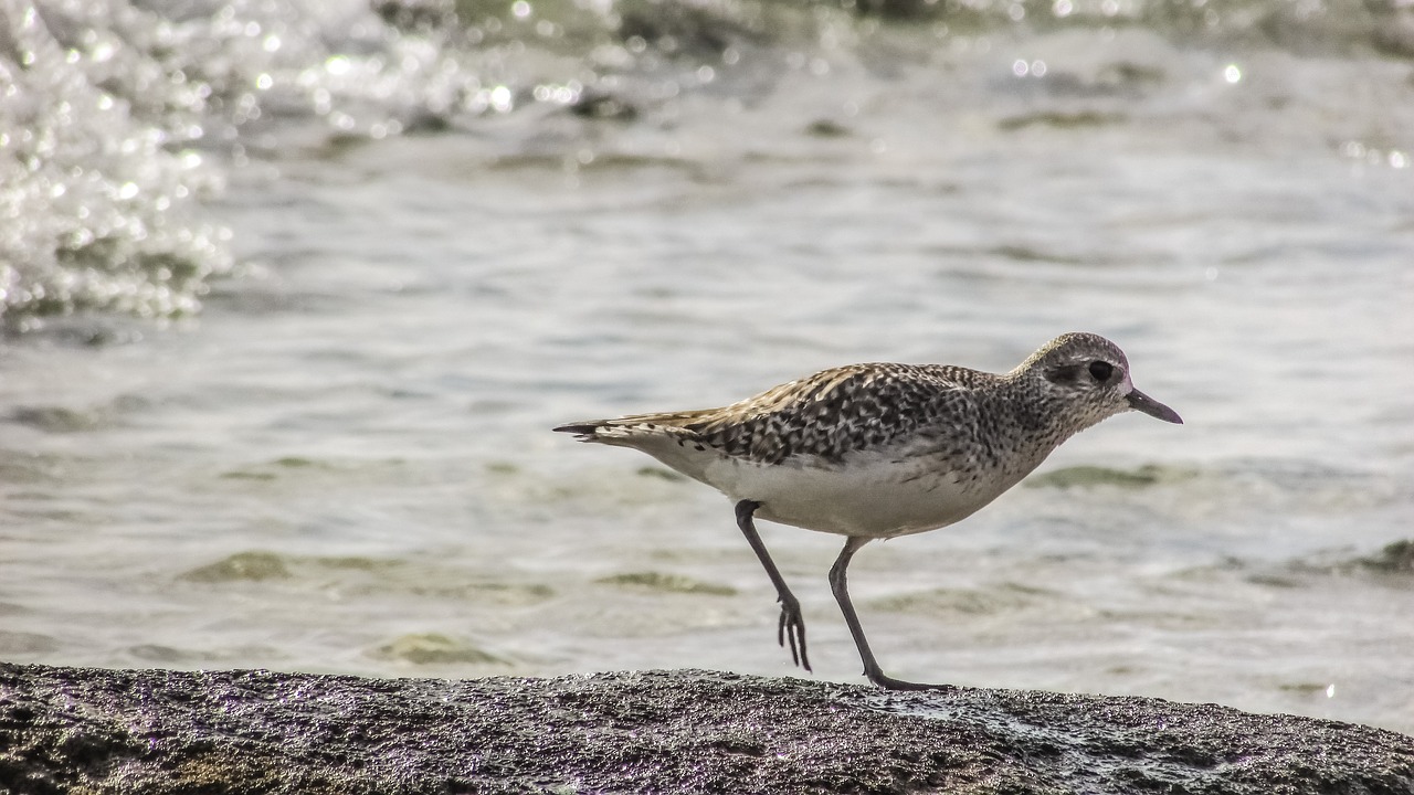 Stint, Pilka, Jūros Paukštis, Migruojantis, Gamta, Laukiniai, Fauna, Ekosistemos, Gyvūnas, Laukinė Gamta