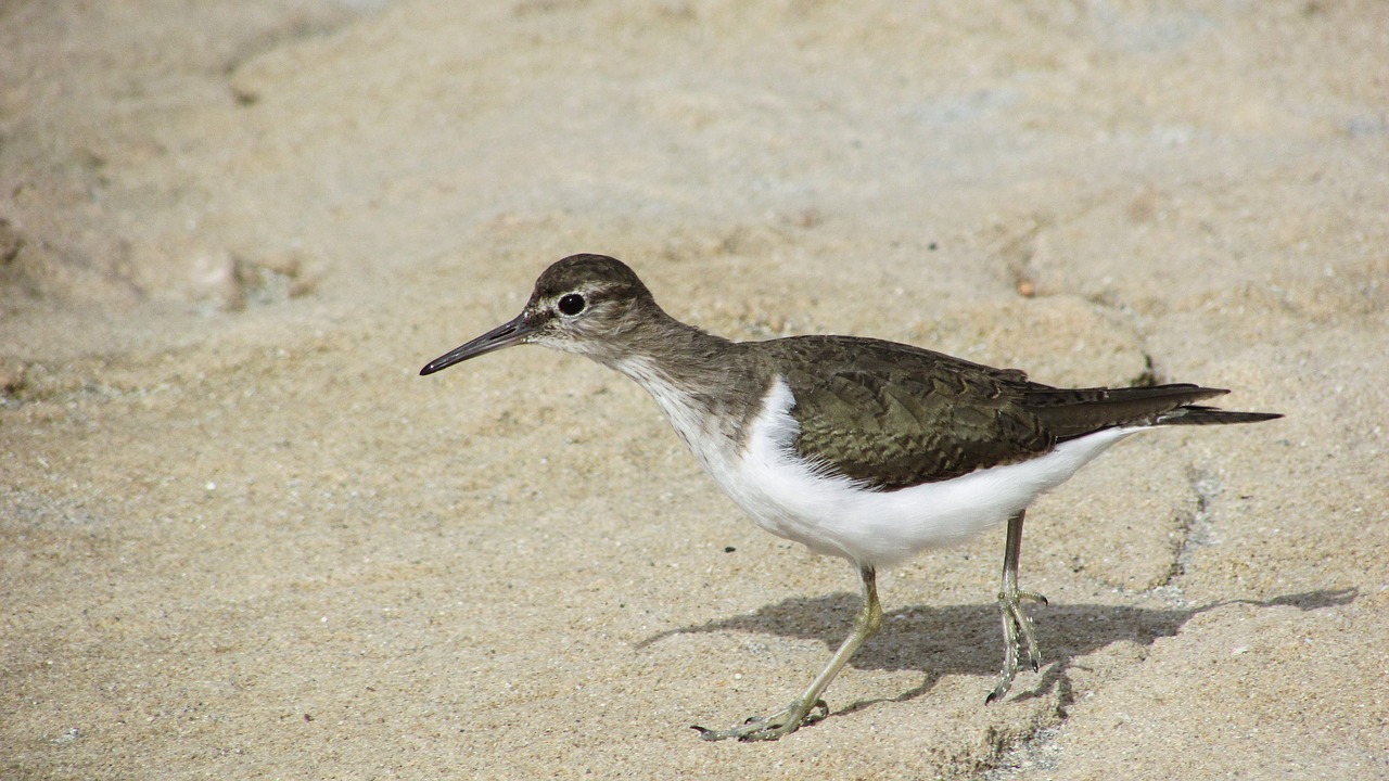 Stint, Jūros Paukštis, Migruojantis, Gamta, Laukiniai, Fauna, Ekosistemos, Gyvūnas, Laukinė Gamta, Aplinka