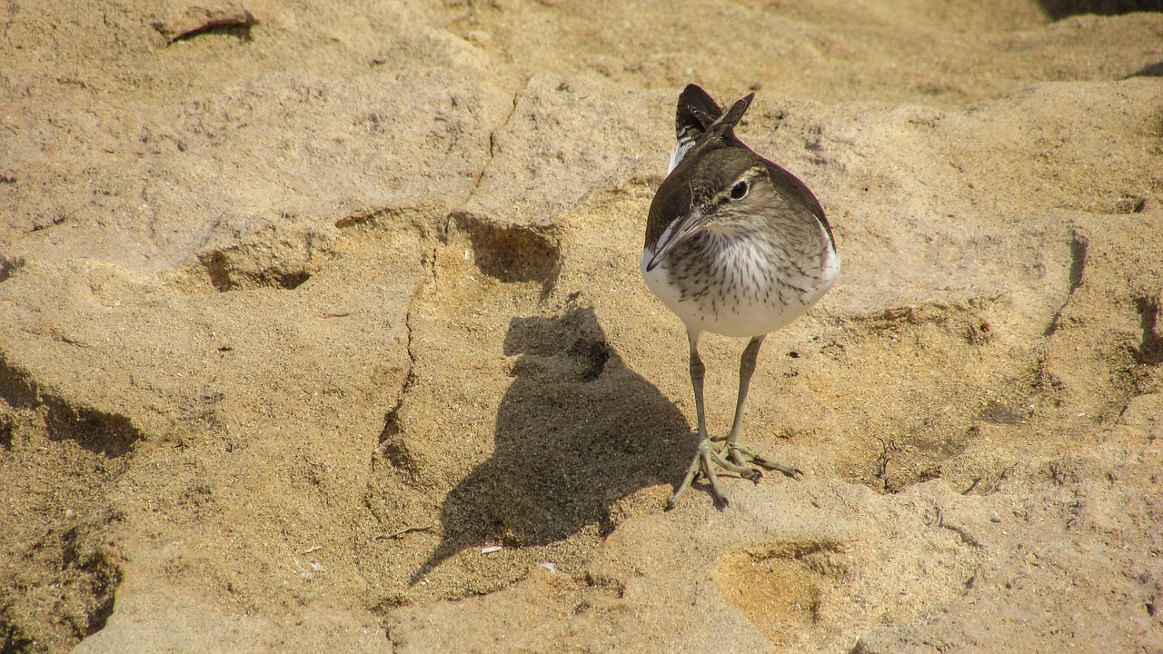 Stint, Jūros Paukštis, Migruojantis, Gamta, Laukiniai, Fauna, Ekosistemos, Gyvūnas, Laukinė Gamta, Aplinka