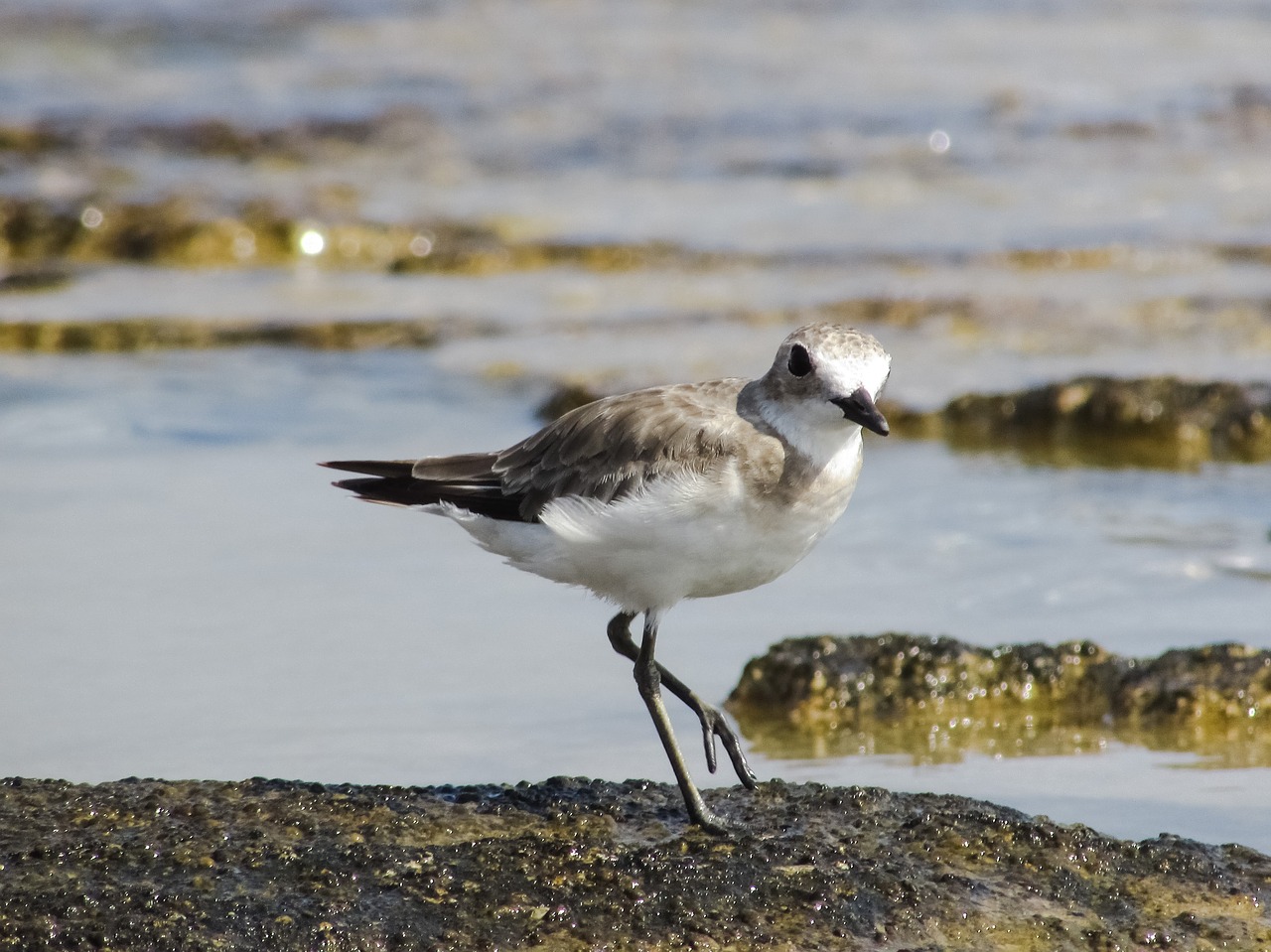 Stint, Pilka, Jūros Paukštis, Migruojantis, Gamta, Laukiniai, Fauna, Ekosistemos, Gyvūnas, Laukinė Gamta