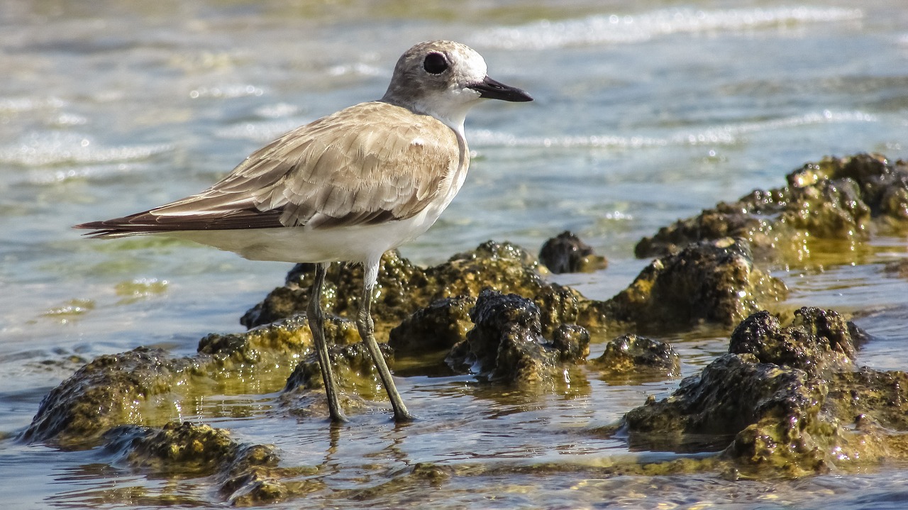 Stint, Pilka, Jūros Paukštis, Migruojantis, Gamta, Laukiniai, Fauna, Ekosistemos, Gyvūnas, Laukinė Gamta