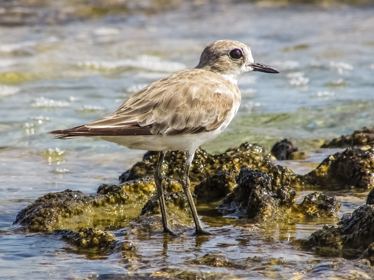 Stint, Pilka, Jūros Paukštis, Migruojantis, Gamta, Laukiniai, Fauna, Ekosistemos, Gyvūnas, Laukinė Gamta