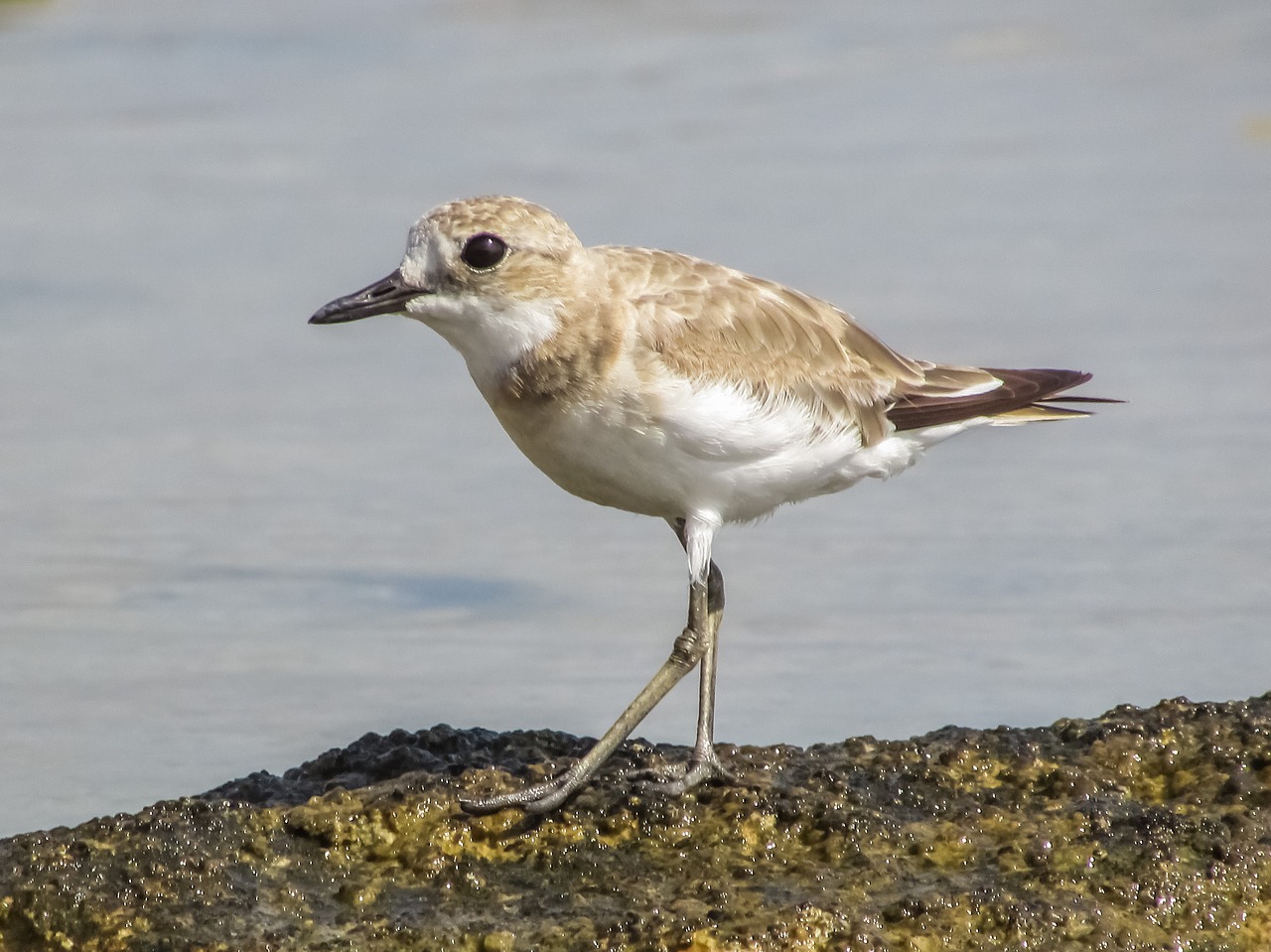 Stint, Pilka, Jūros Paukštis, Migruojantis, Gamta, Laukiniai, Fauna, Ekosistemos, Gyvūnas, Laukinė Gamta