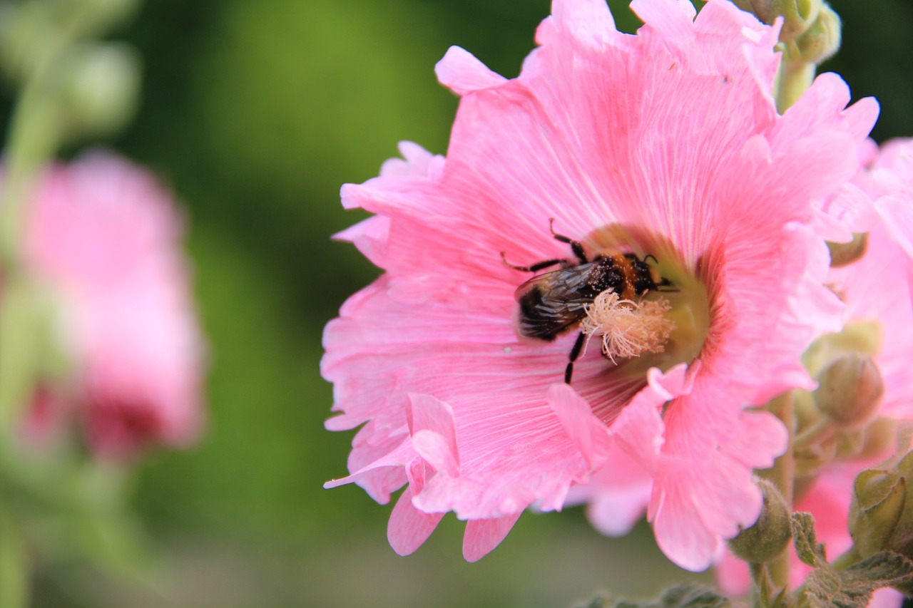 Atsargos Padidėjo, Hummel, Gėlė, Žiedadulkės, Vabzdys, Augalas, Sodas, Nemokamos Nuotraukos,  Nemokama Licenzija