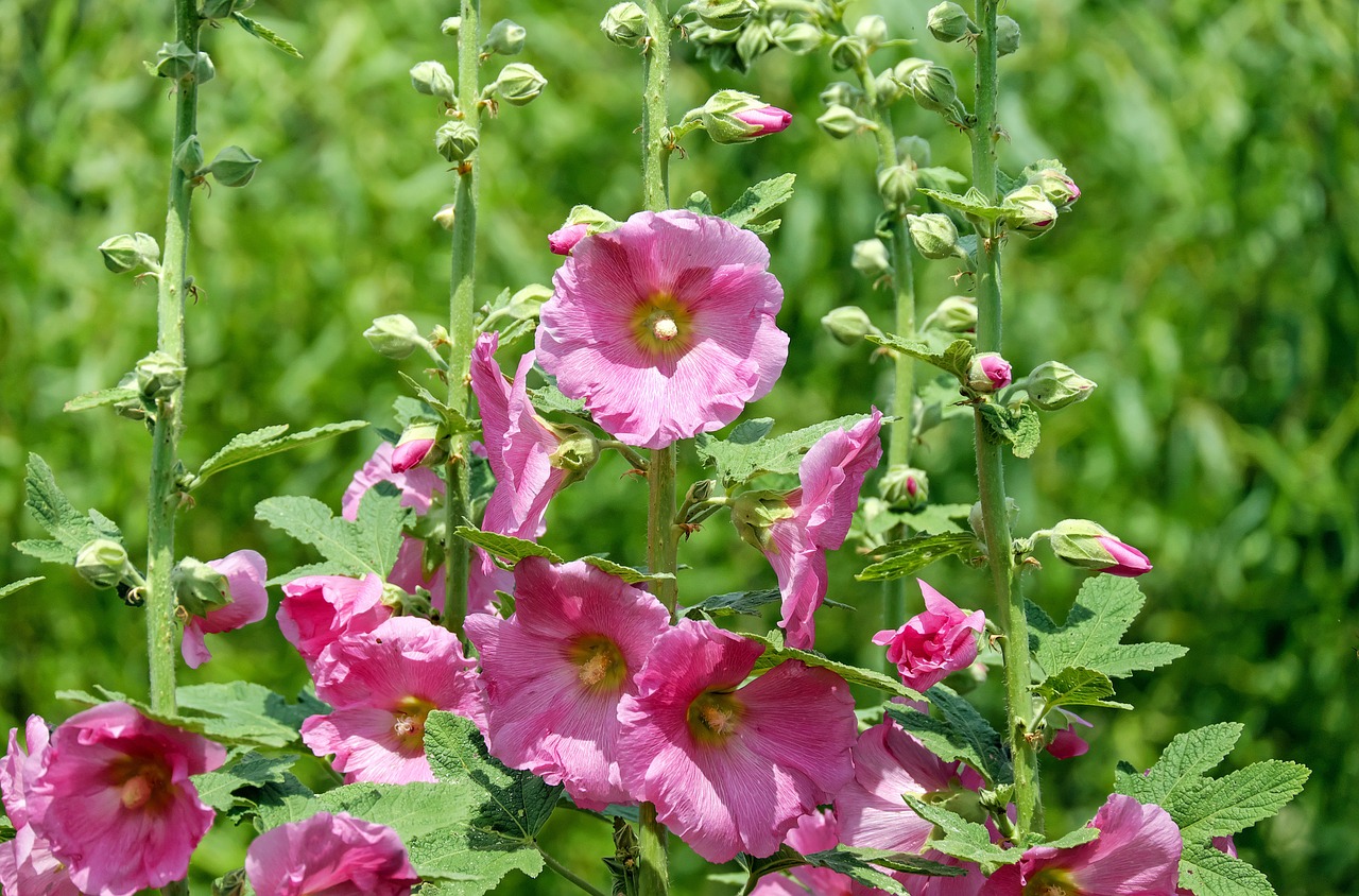 Atsargos Padidėjo, Mallow, Gėlė, Gėlės, Rožinis, Budas, Sodas, Nemokamos Nuotraukos,  Nemokama Licenzija