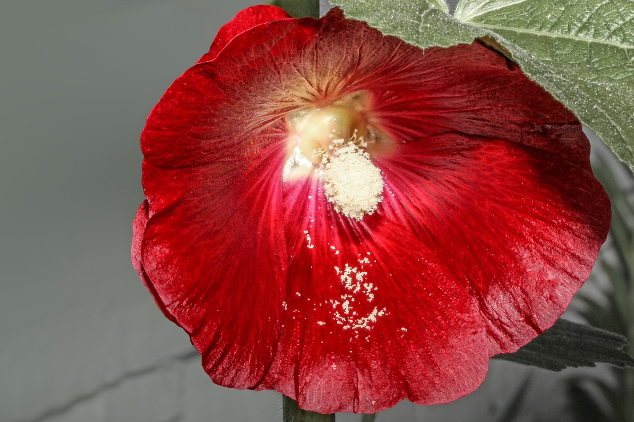 Atsargos Padidėjo, Hollyhock, Alcea Rosea, Mallow, Augalas, Gėlė, Raudona, Žiedadulkės, Sodas, Atsargos Pakilo Žiedai