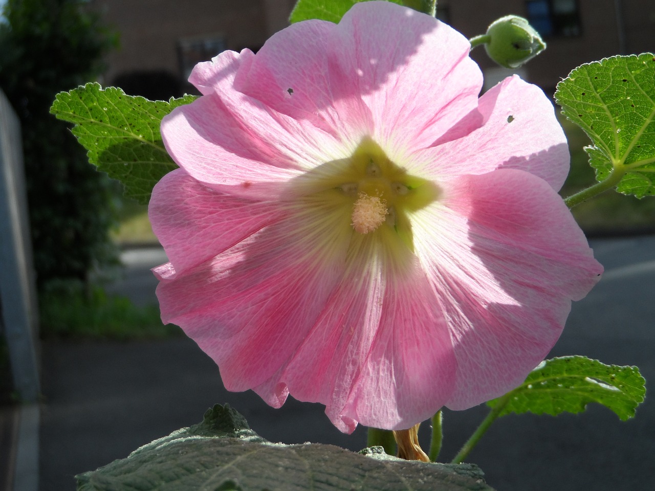 Atsargos Padidėjo, Paprastas, Rožinis, Šviesus, Švelnus, Hollyhock, Tuopos Sodo Rožė, Kūdikis Pakilo, Atsargų Rožių Sodas, Alcea Rosea