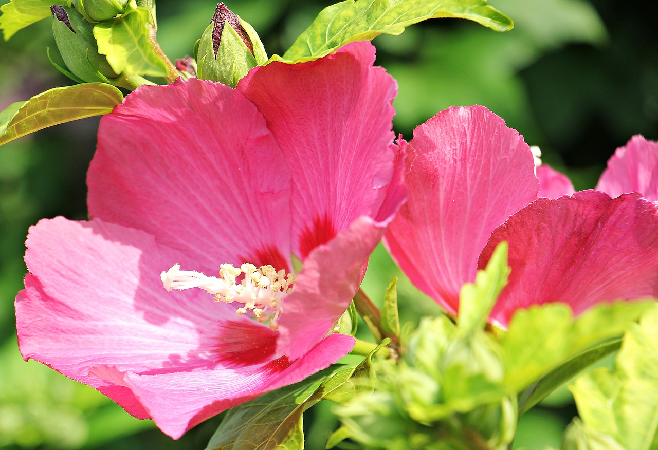 Atsargos Padidėjo, Hollyhock, Sodo Populiarus Rožė, Sodo Atsargos Pakilo, Gėlė, Žiedas, Žydėti, Raudona, Rožinis, Augalas