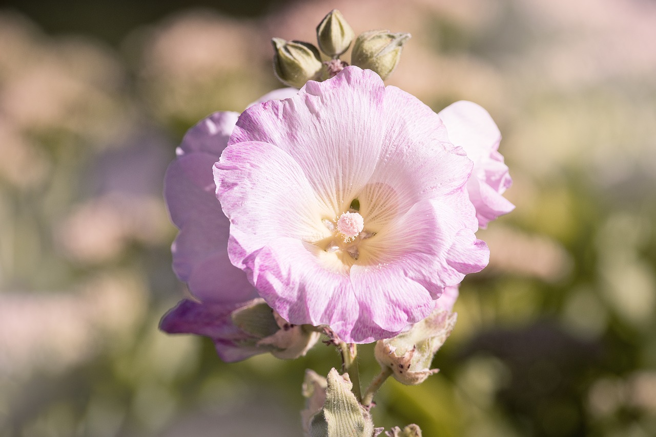 Atsargos Padidėjo, Rožinis, Rožinė Hollyhock, Sodas, Sode, Augalas, Sodo Augalas, Gamta, Vasara, Uždaryti