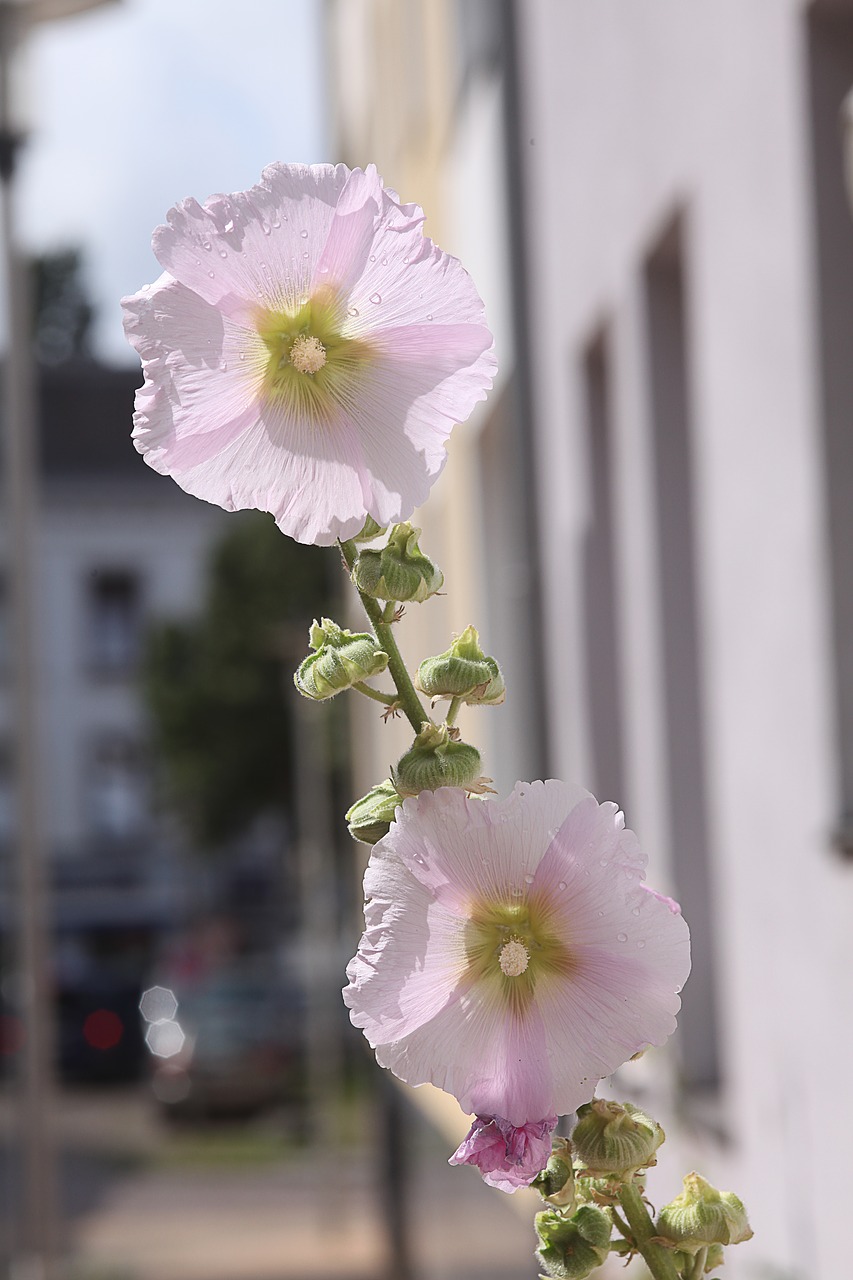 Atsargos Padidėjo, Rožinis, Vasara, Atgal Šviesa, Nuotaika, Minkštas, Žiedas, Žydėti, Bokeh, Pragaras