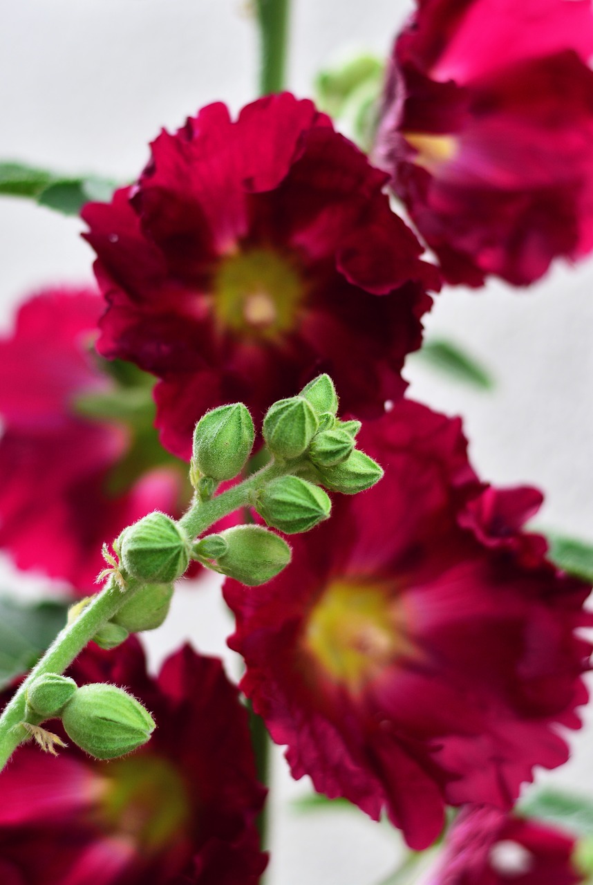 Akcijų Pakilo,  Piliarožė,  Tuopos Sodo Rožė,  Bendroji Bijūnas,  Akcijų Rožančius,  Alcea,  Dedešvos,  Malvaceae,  Dekoratyvinis Augalas,  Sodas