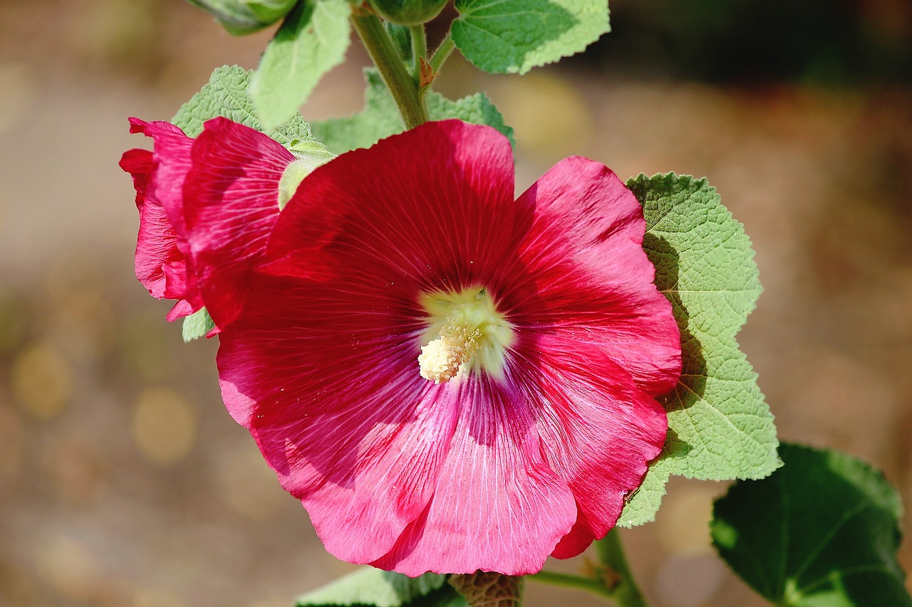 Akcijų Pakilo,  Tamsiai Rožinės Spalvos,  Alcea Rosea,  Piliarožė,  Bendroji Bijūnas,  Akcijų Rožančius,  Žiedas,  Žydi,  Gėlė,  Dekoratyvinis Augalas