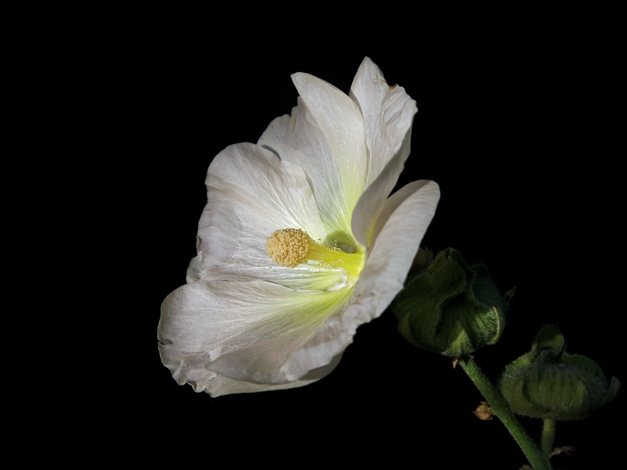 Akcijų Pakilo,  Dedešvos,  Gėlė,  Augalų,  Malvaceae,  Dekoratyvinis Augalas,  Bud,  Žiedas,  Žydi,  Sodas