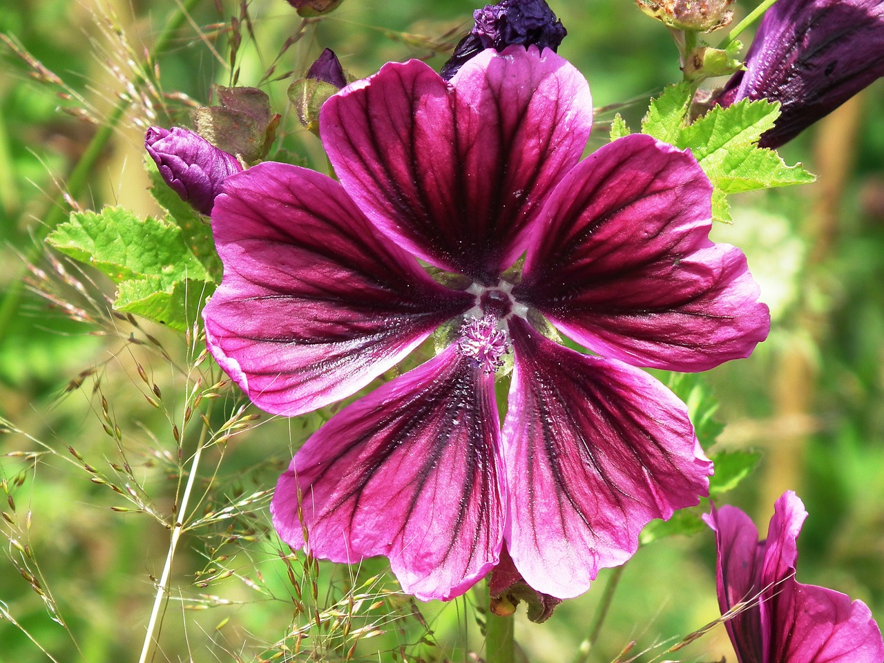 Atsargos Padidėjo, Violetinė, Violetinė, Raudonas Vynas, Žiedas, Žydėti, Gėlė, Uždaryti, Vasara, Nemokamos Nuotraukos