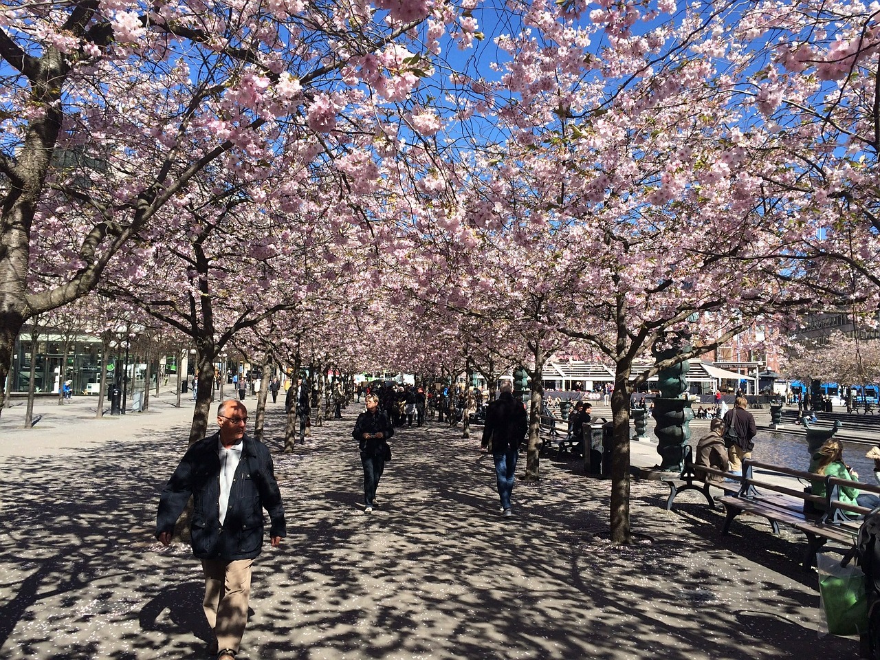 Stockholm, Pavasaris, Žydėti, Vyšnių Žiedų, Nemokamos Nuotraukos,  Nemokama Licenzija