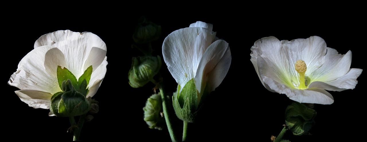 Stokrose,  Dedešvos,  Baltas Žiedas,  Žiedas,  Žydi,  Gėlė,  Bud,  Augalų,  Piliarožė Gėlių,  Iš Arti