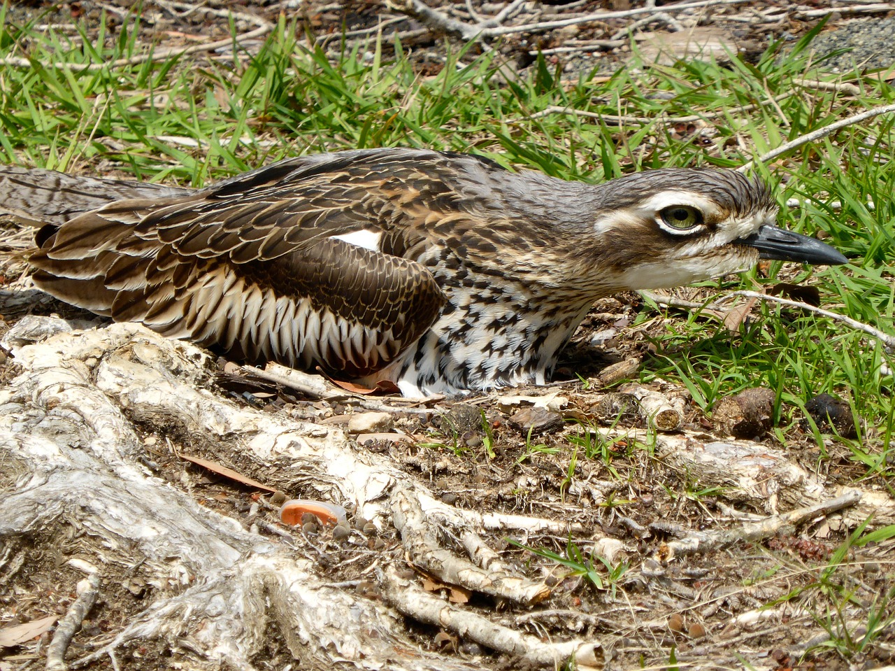 Akmens Kreivas, Burhinus Oedicnemus, Lizdą, Paukštis, Ornitologija, Paukštis, Charadriiformes, Reprodukcinis, Akis, Laukinė Gamta