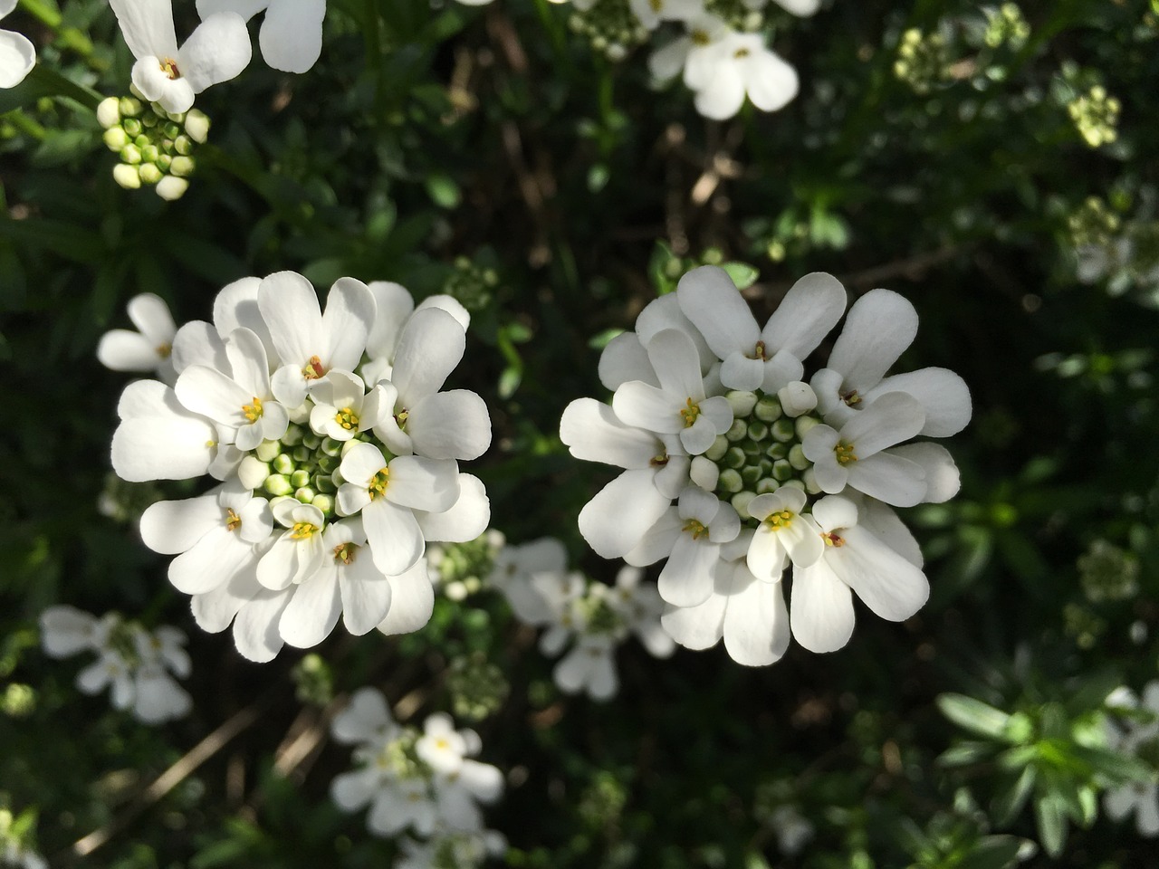 Candytuft, Balta, Akmens Sodas, Daugiamečiai Augalai, Pusbokšlis, Sodas, Visžalis Candytuft, Nemokamos Nuotraukos,  Nemokama Licenzija