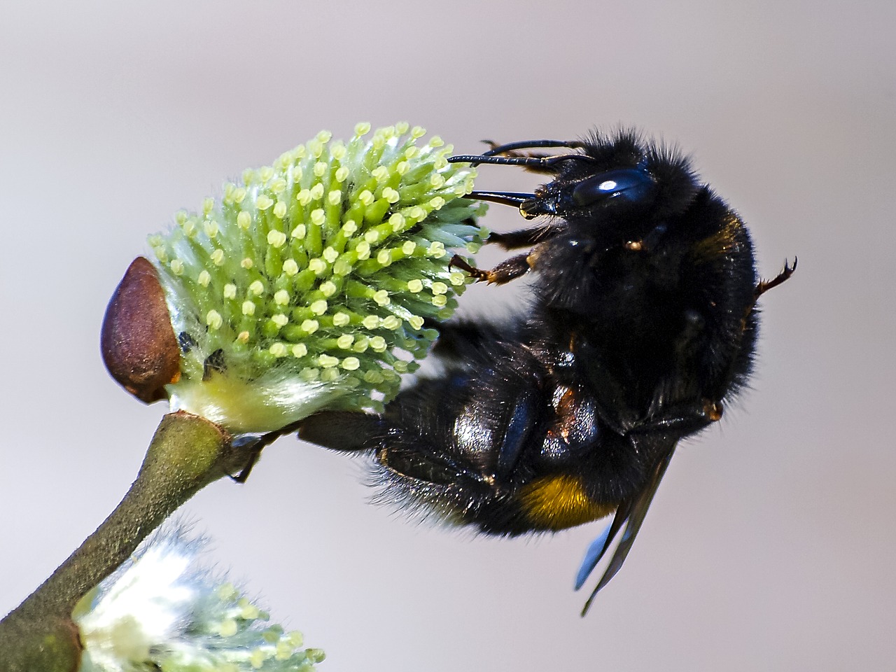 Akmeninis Hummel, Hummel, Vabzdys, Gamta, Gyvūnas, Nemokamos Nuotraukos,  Nemokama Licenzija