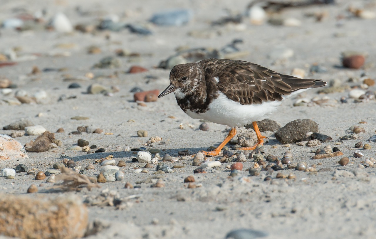 Akmens Valsis, Paukštis, Turnstone, Wadden Jūra, Šiaurės Jūra, Arenaria Interpres, Intervencija, Papludimys, Helgolandas, Kopos