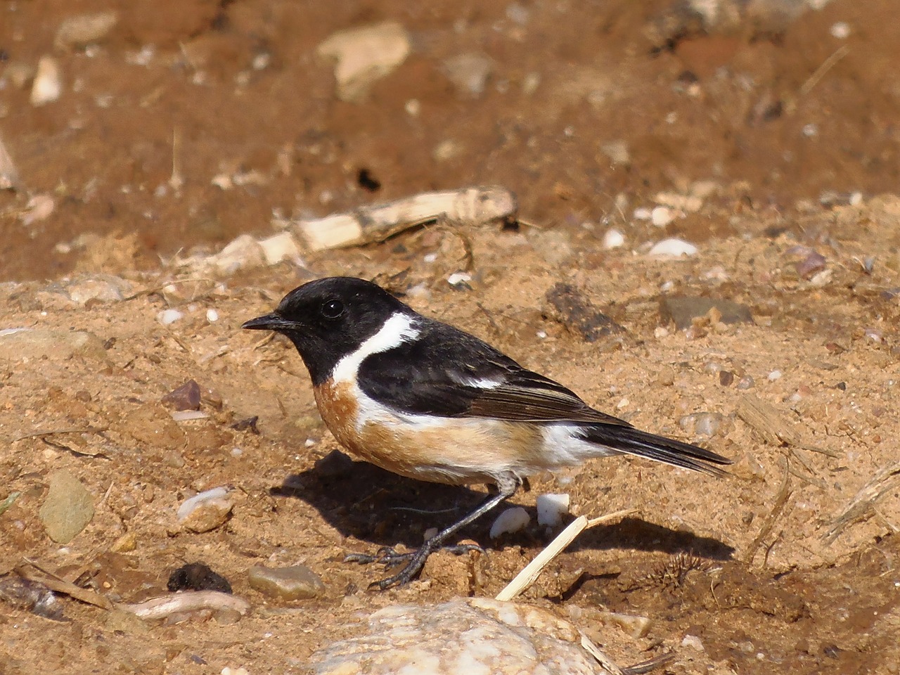 Stonechat, Paukščiai, Paukštis, Gyvūnai, Gamta, Nemokamos Nuotraukos,  Nemokama Licenzija