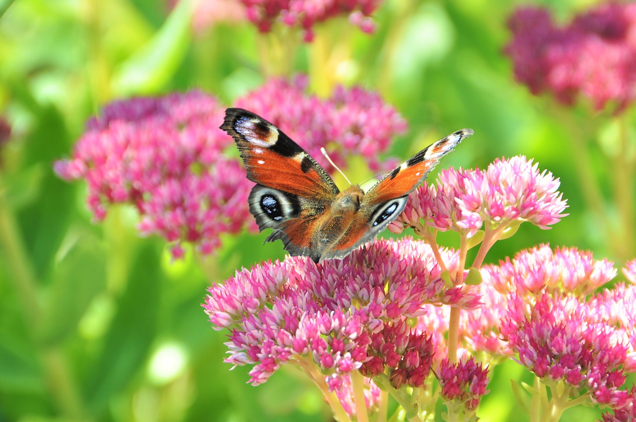 Stonecrop, Povų Drugelis, Drugelis, Flora, Augalas, Rožinis, Gėlės, Sparnas, Nemokamos Nuotraukos,  Nemokama Licenzija