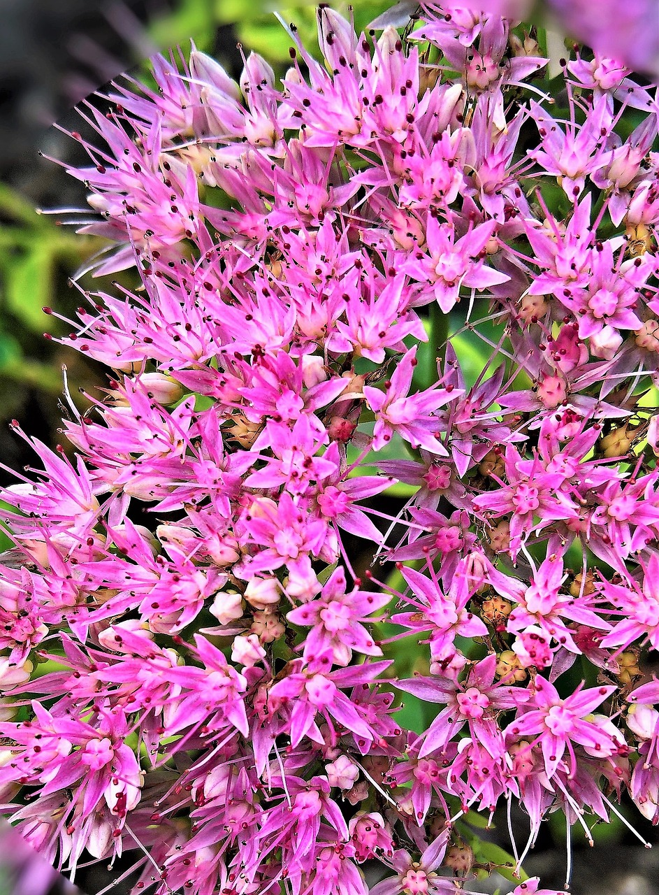 Stonecrop, Sedum, Storas Lakštinis Šiltnamio Efektas, Daugelis Mažų Gėlių, Rožinis, Bitės, Gamta, Uždaryti, Nemokamos Nuotraukos,  Nemokama Licenzija