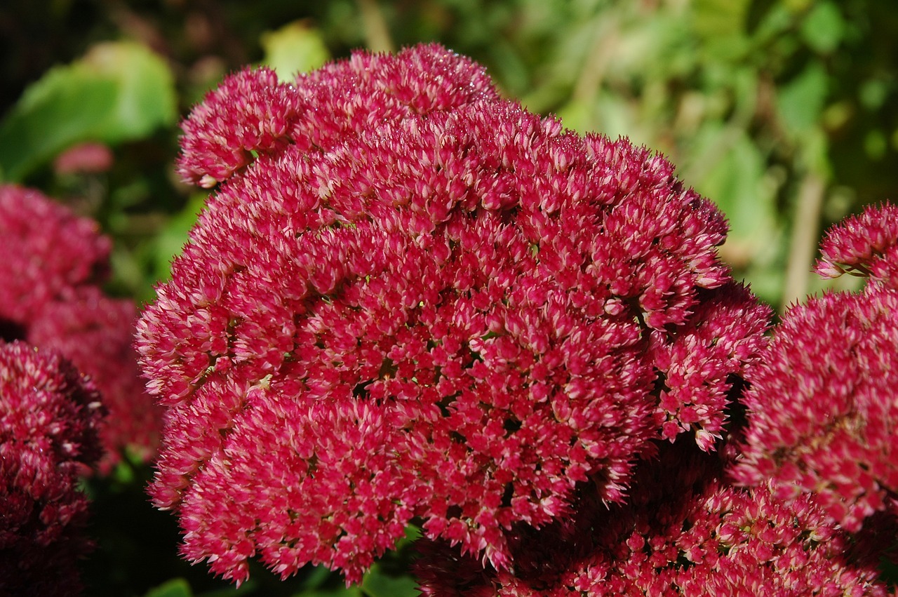 Stonecrop, Sodo Augalas, Gėlės, Gėlė, Uždaryti, Spalva, Violetinė, Nemokamos Nuotraukos,  Nemokama Licenzija