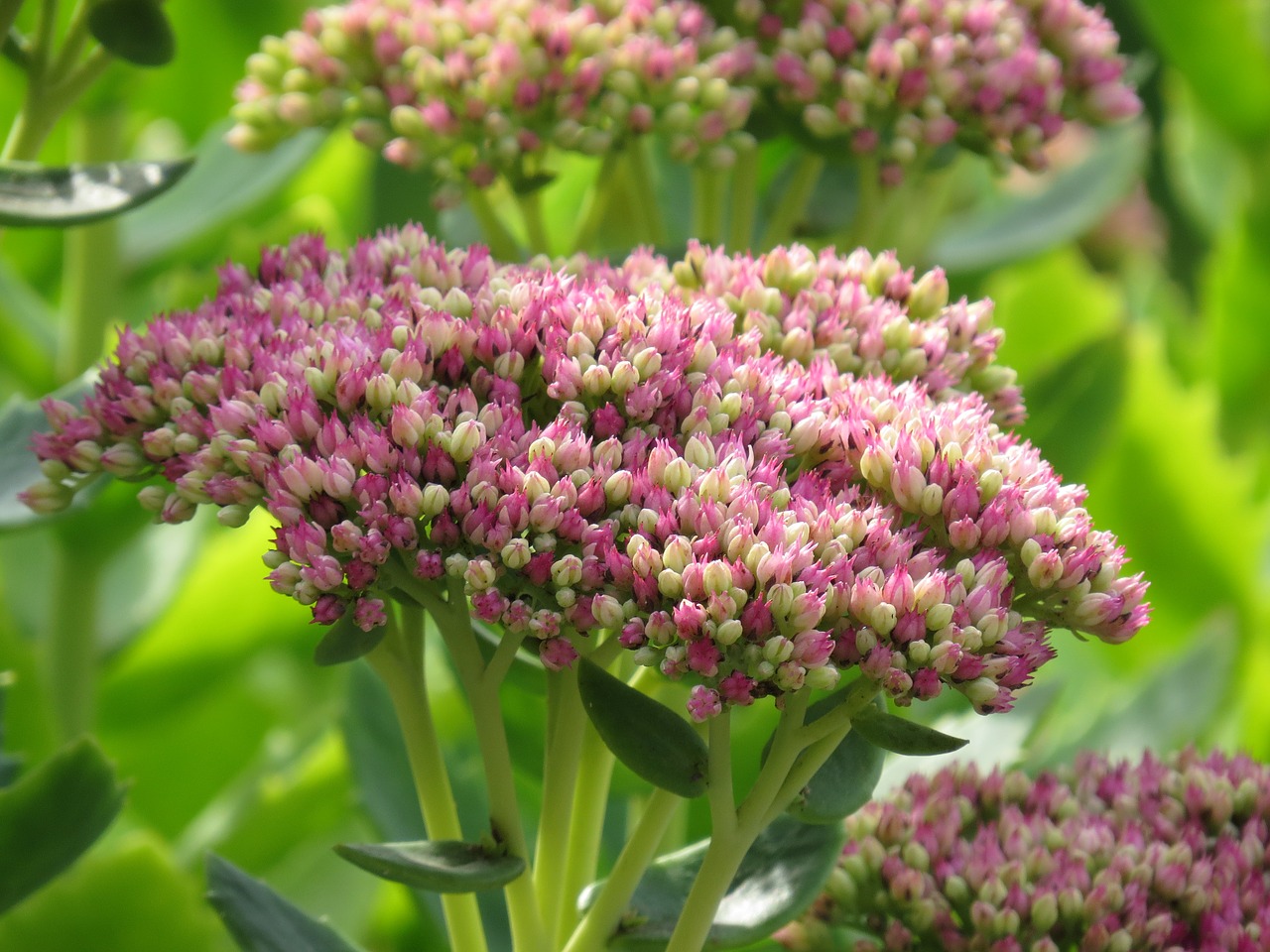 Stonecrop,  Rožinis,  Gėlė,  Augalų,  Pobūdį,  Gėlės,  Dekoratyvinis Augalas,  Vasara,  Iš Arti,  Sodas