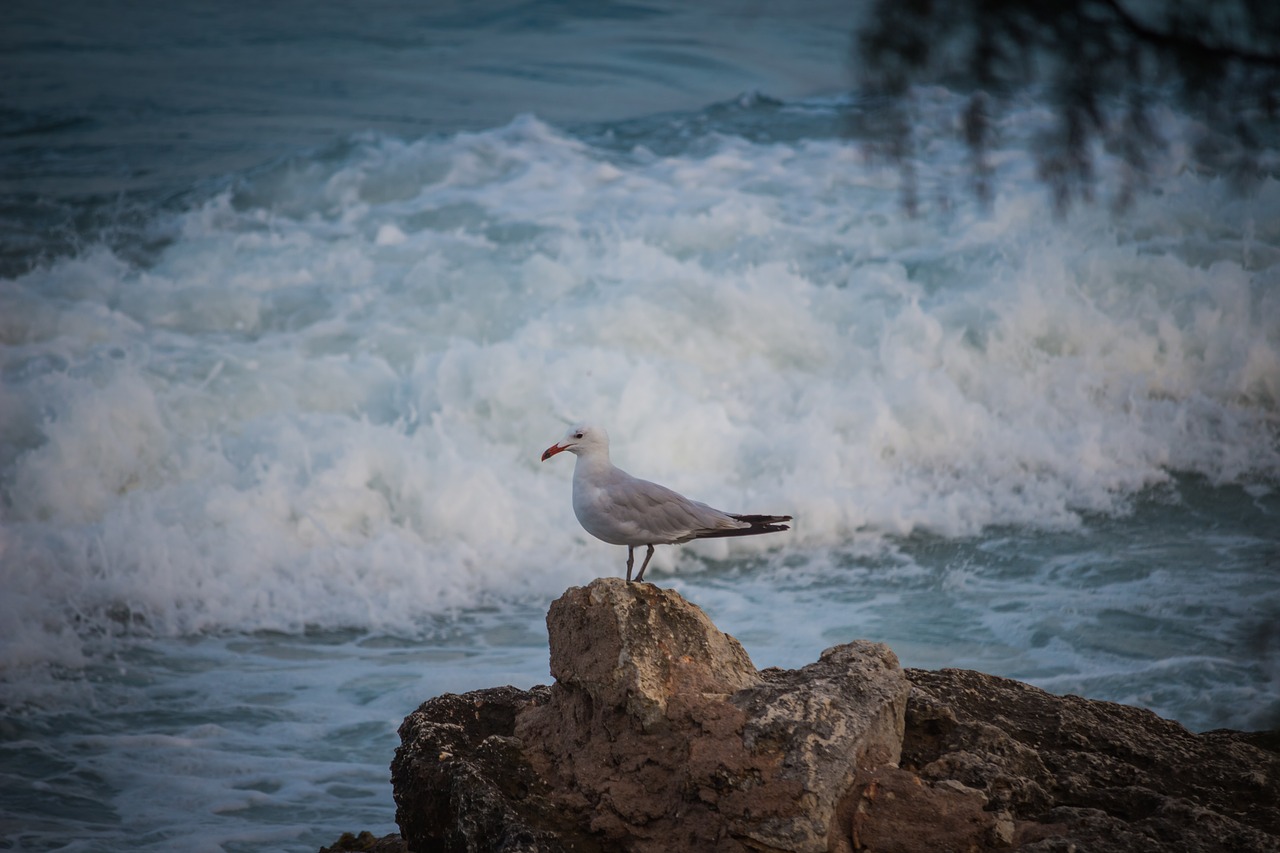 Береговая чайка. Чайка на Камне финский залив. Чайка на Камне в море. Море камни Чайки.