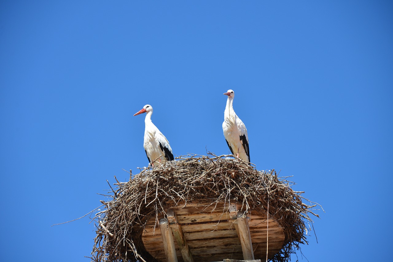 Storchennest, Lizdas, Gandras, Paukščiai, Gyvūnai, Griuvės Gandras, Gamta, Baltas Gandras, Dangus, Gandralys