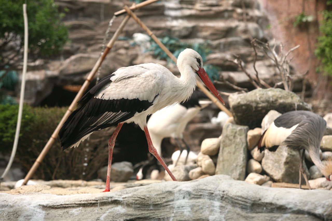 Gandras, Naujas, Gyvūnas, Paukščiai, Zoologijos Sodas, Nemokamos Nuotraukos,  Nemokama Licenzija