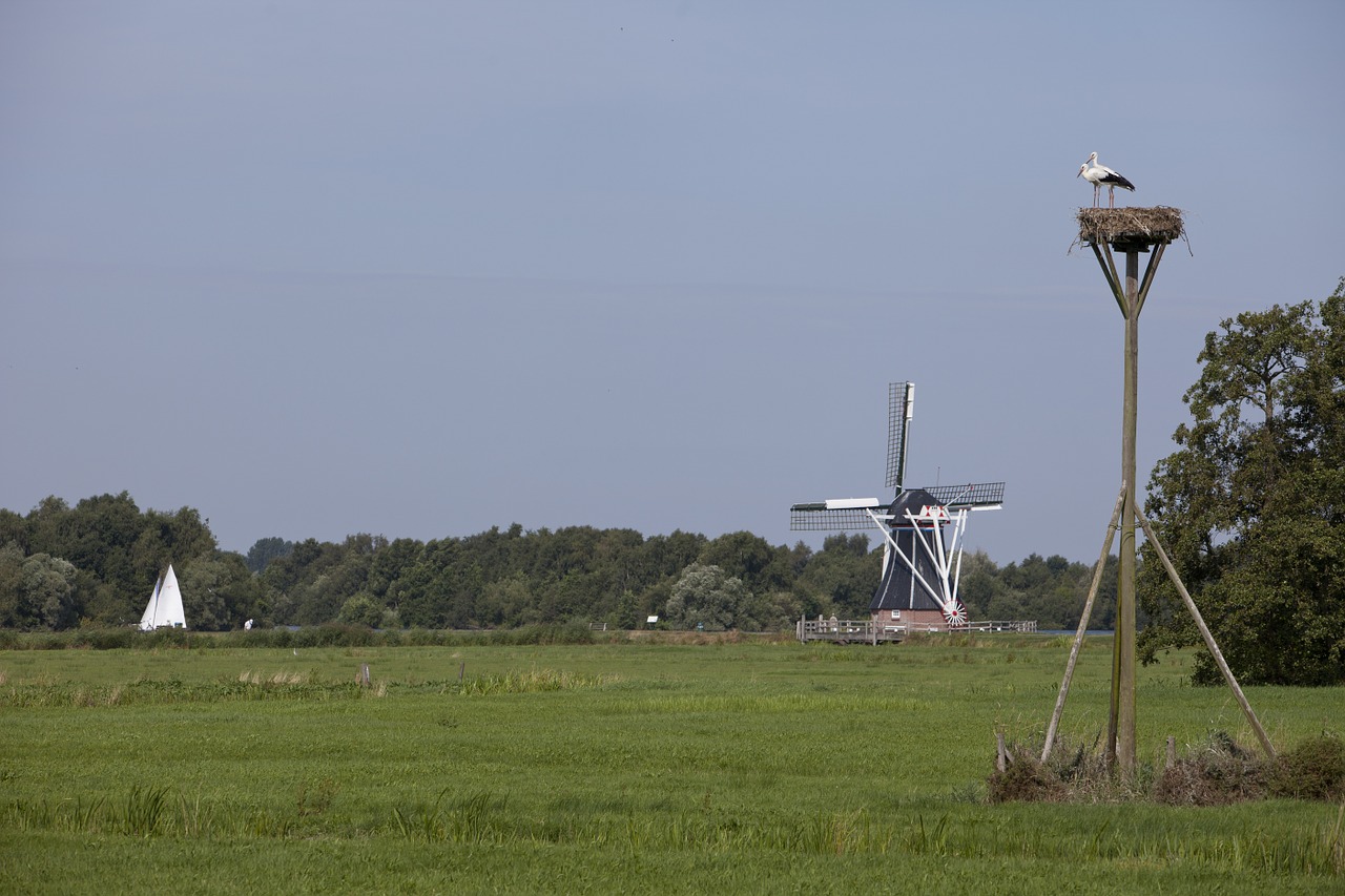 Gandras, Malūnas, Burinė Valtis, Gamta, Nyderlandai, Mėlynas, Lizdas, Gandralo Lizdas, Vanduo, Nemokamos Nuotraukos