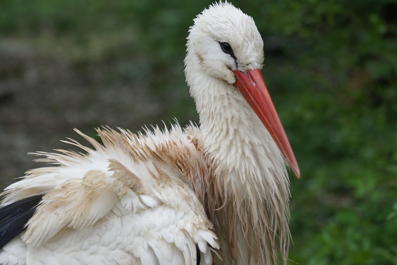 Gandras, Lietus, Adebar, Griuvės Gandras, Baltas Gandras, Gyvūnų Portretas, Laukinės Gamtos Fotografija, Pavasaris, Pavasario Požymiai, Ciconia Ciconia