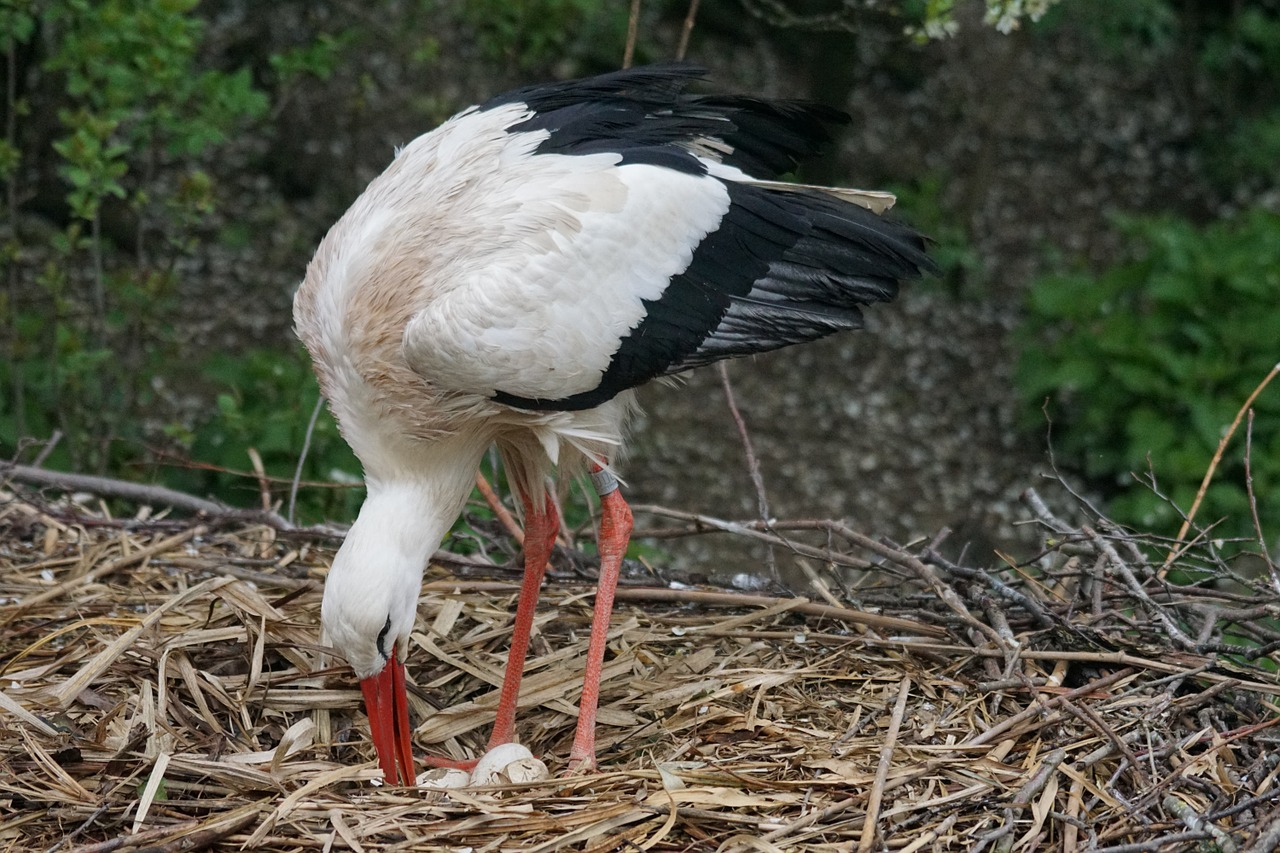 Gandras, Lietus, Scrim, Adebar, Griuvės Gandras, Baltas Gandras, Gyvūnų Portretas, Laukinės Gamtos Fotografija, Pavasaris, Pavasario Požymiai