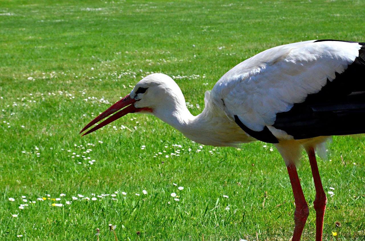 Gandras, Vasara, Gimdymas, Viršelio Vaizdas, Fauna, Gamta, Nemokamos Nuotraukos,  Nemokama Licenzija