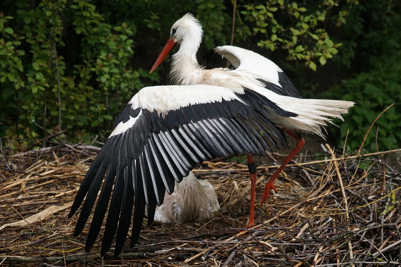 Gandras, Baltas Gandras, Lietus, Veislė, Plunksna, Storchennest, Nemokamos Nuotraukos,  Nemokama Licenzija