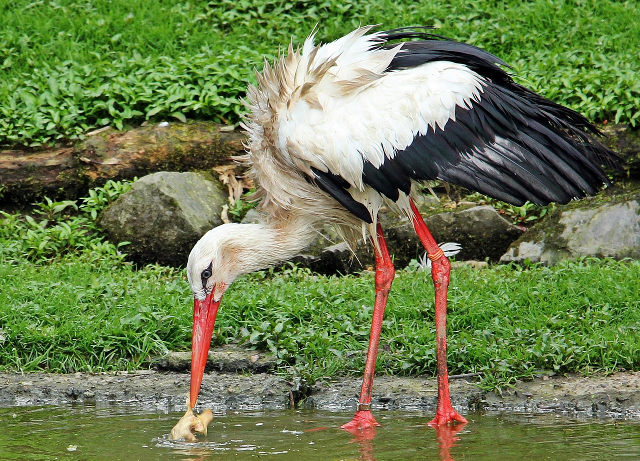 Gandras, Paukštis, Gyvūnas, Plumėjimas, Griuvės Gandras, Gamta, Laukinės Gamtos Fotografija, Adebar, Pavasario Požymiai, Pavasaris