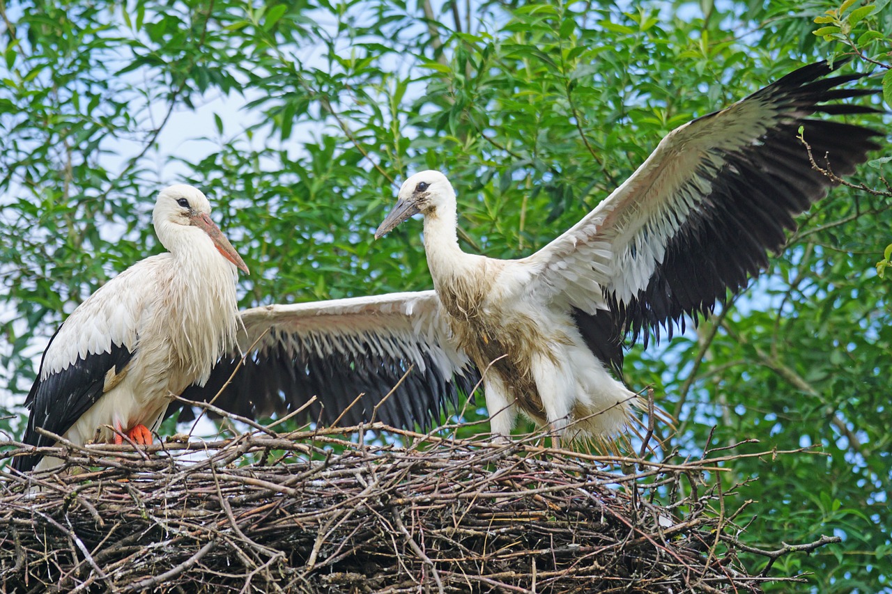 Gandras, Adebar, Griuvės Gandras, Baltas Gandras, Jaunas Gyvūnas, Storchennest, Skrydžio Pratybos, Gyvūnų Portretas, Ciconiidae, Nemokamos Nuotraukos