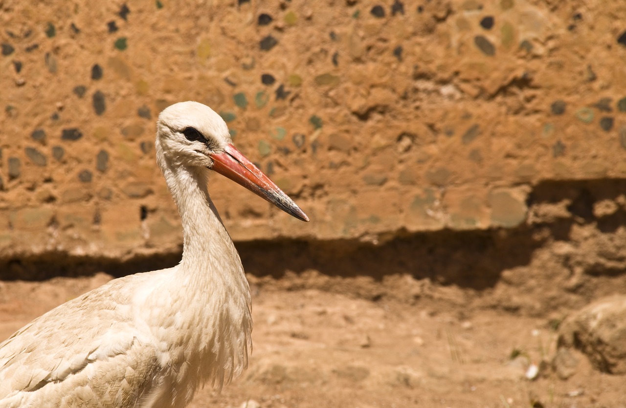 Gandras, Griuvės Gandras, Afrika, Marokas, Baltas Gandras, Nemokamos Nuotraukos,  Nemokama Licenzija